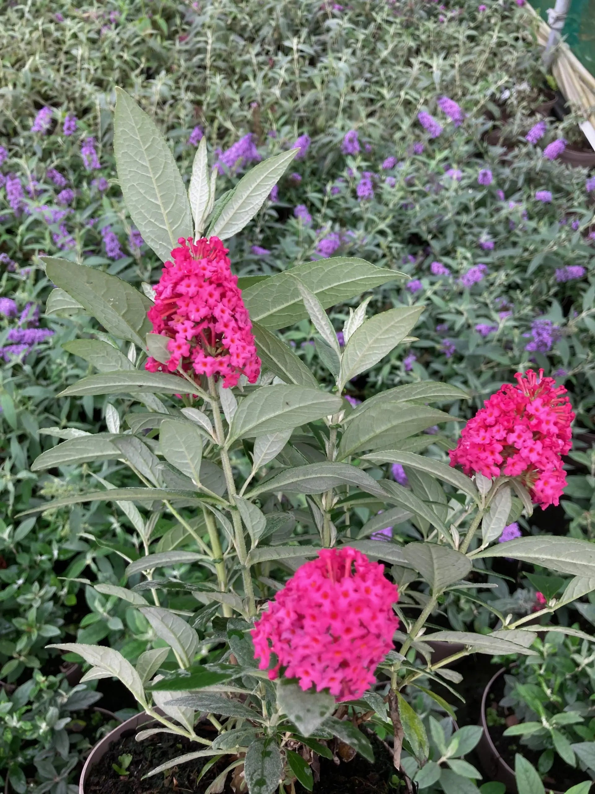 Premium Pink Clarkia Flower seeds for Planting Compact Growth, Heirloom & GMO Free Seeds for Home Garden seeds
