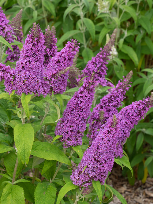 Premium Blue Buddleia Butterfly Bush Flower seeds for Planting Cut Flower Favorite, Heirloom & GMO Free Seeds for Home Garden seeds