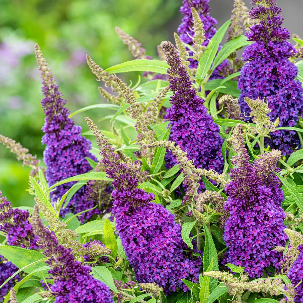 High quality Buddleia Flower seeds for Planting Sun Loving, Heirloom & GMO Free Seeds for Home Garden seeds pack