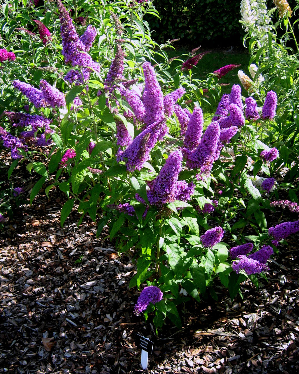 Blue Buddleia Butterfly Bush Flower seeds for Planting Cut Flower Favorite, Heirloom & GMO Free Seeds for Home Garden vegetable and garden seeds