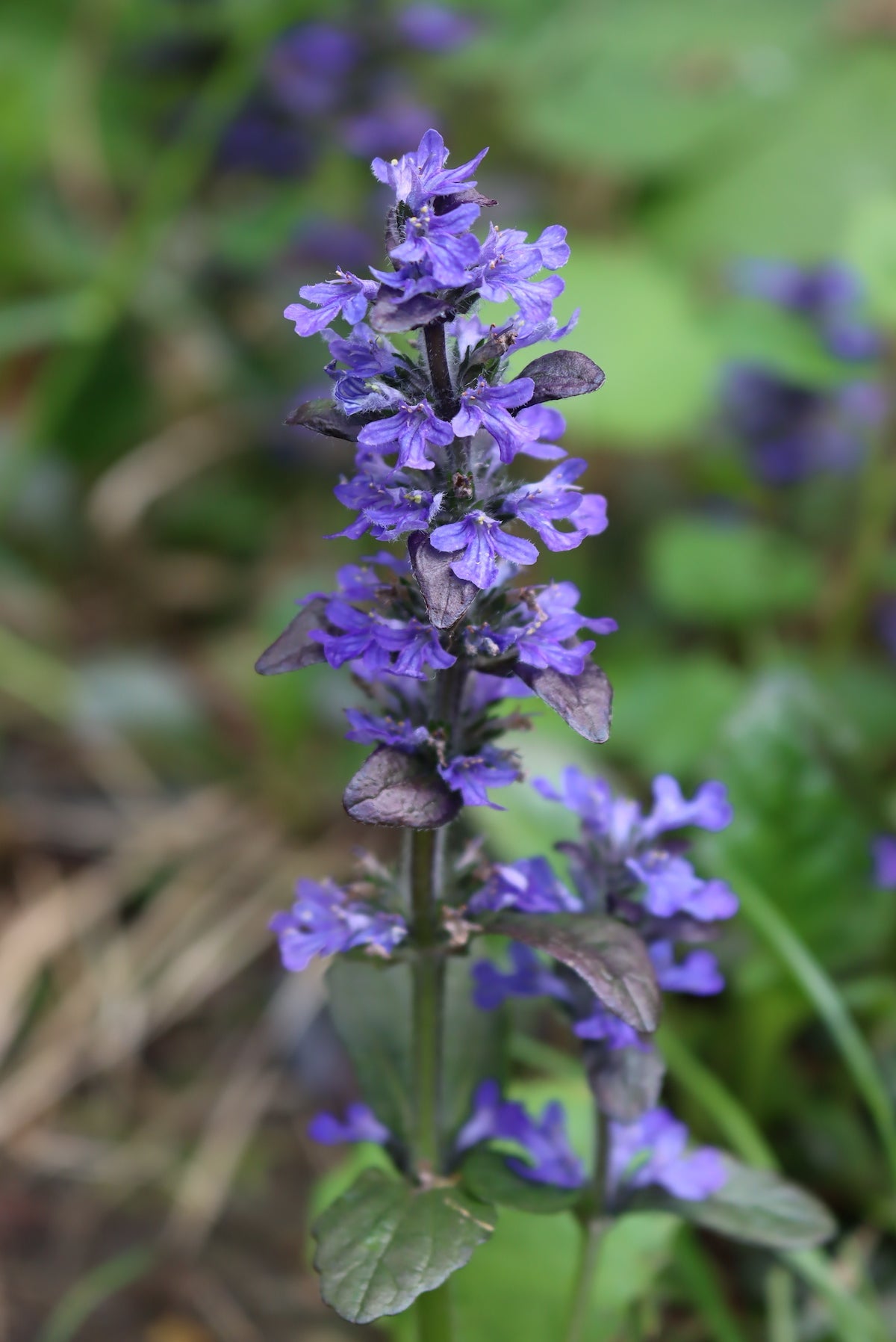 Bugle Flower seeds for Planting Hardy Variety, Heirloom & GMO Free Seeds for Home Garden vegetable and garden seeds