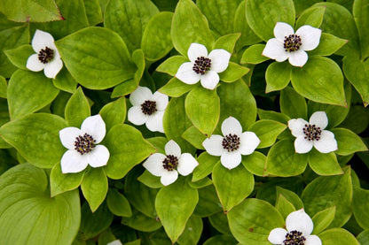 Bunchberry Flower seeds for Planting Shade Tolerant Heirloom & GMO Free Seeds for Home Garden