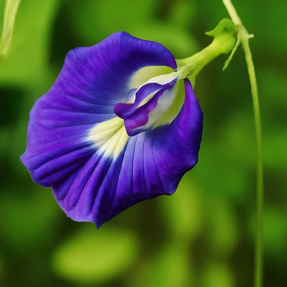 Shell Flower seeds for Planting Premium Quality Heirloom & GMO Free Seeds for Home Garden
