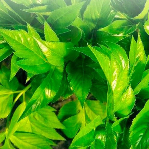 Premium Ashitaba Seeds (Angelica keiskei) Rare Japanese Herb seeds