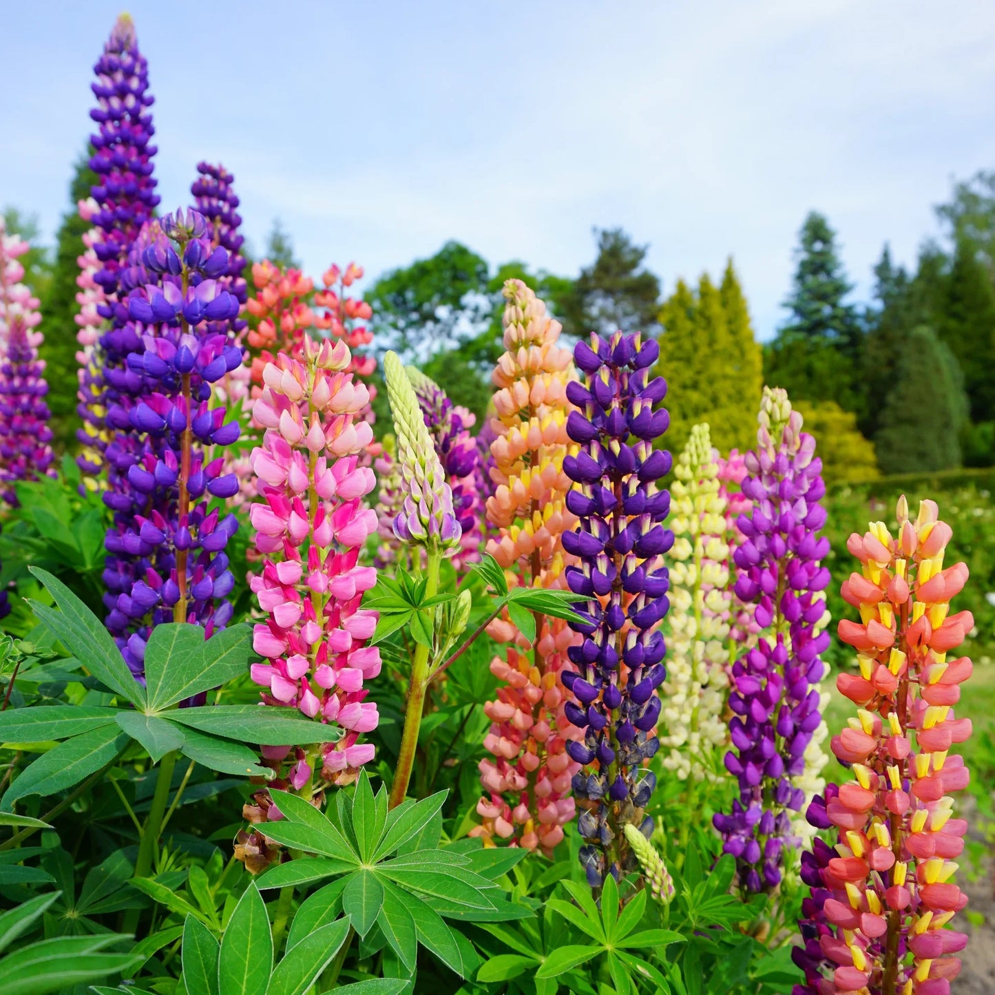 Lupins Flower seeds for Planting Compact Growth Heirloom & GMO Free Seeds for Home Garden