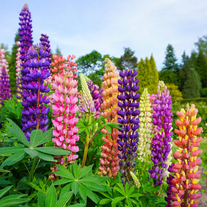 Lupins Flower seeds for Planting Compact Growth Heirloom & GMO Free Seeds for Home Garden