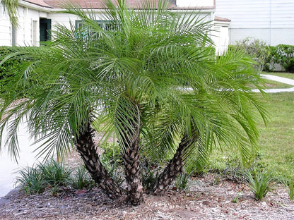 Pygmy Date Palm (Phoenix Roebelenii) Dwarf Miniature Ornamental Fruit Tree Houseplant Seeds