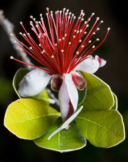 Pineapple Guava (Acca guavasteen, Feijoa sellowiana) Pink & Red Flower Fruit Tree Shrub Seeds