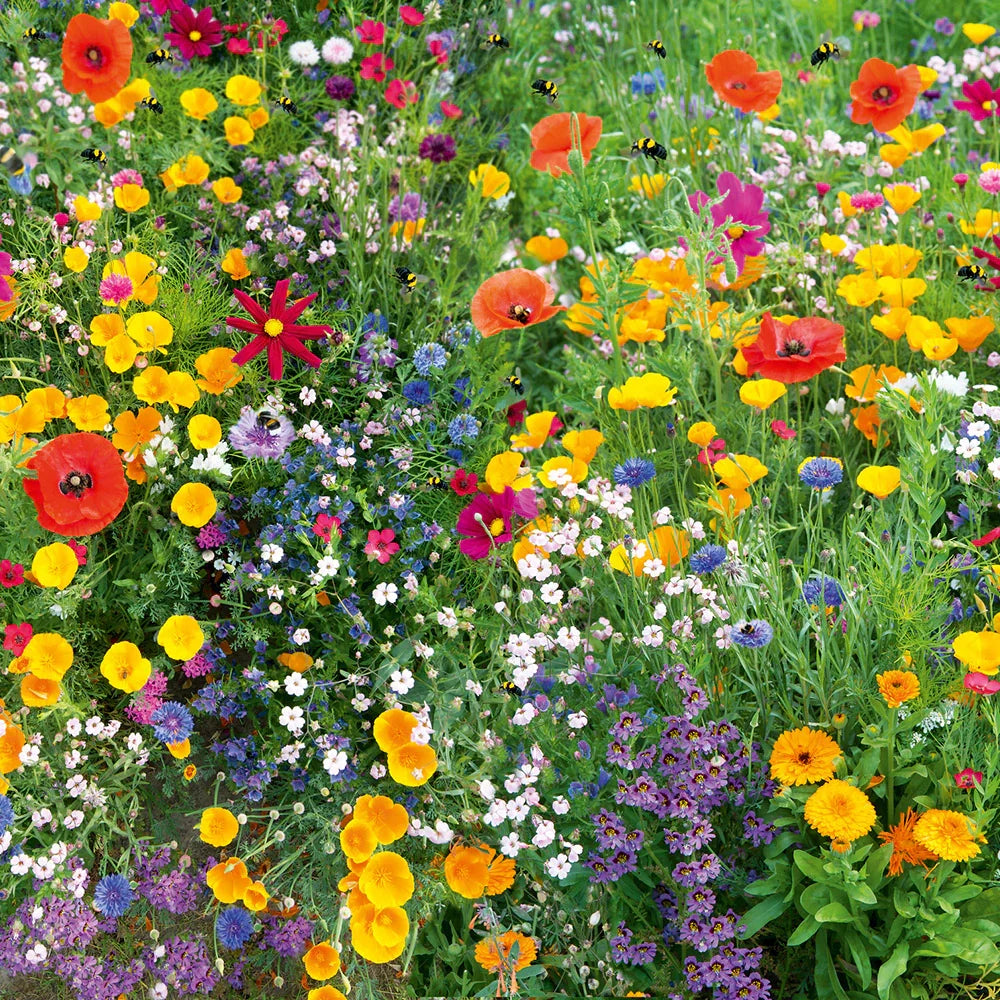 Micrantha Flower seeds for Planting Colorful Display, Heirloom & GMO Free Seeds for Home Garden vegetable and garden seeds