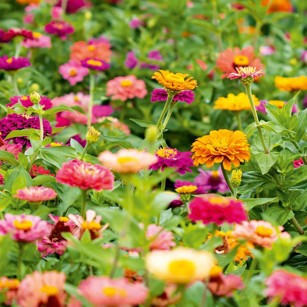 Autumn Sowing Flower seeds for Planting Easy to Grow Heirloom & GMO Free Seeds for Home Garden