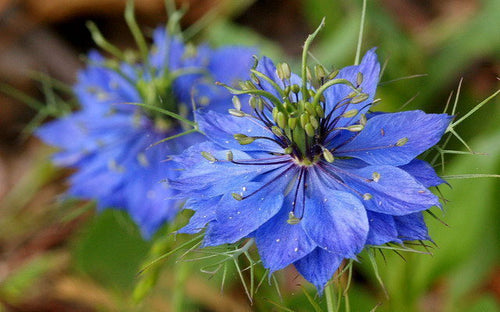 Blue Nigella Jekyll Flower seeds for Planting Bright Blooms, Heirloom & GMO Free Seeds for Home Garden seeds for planting