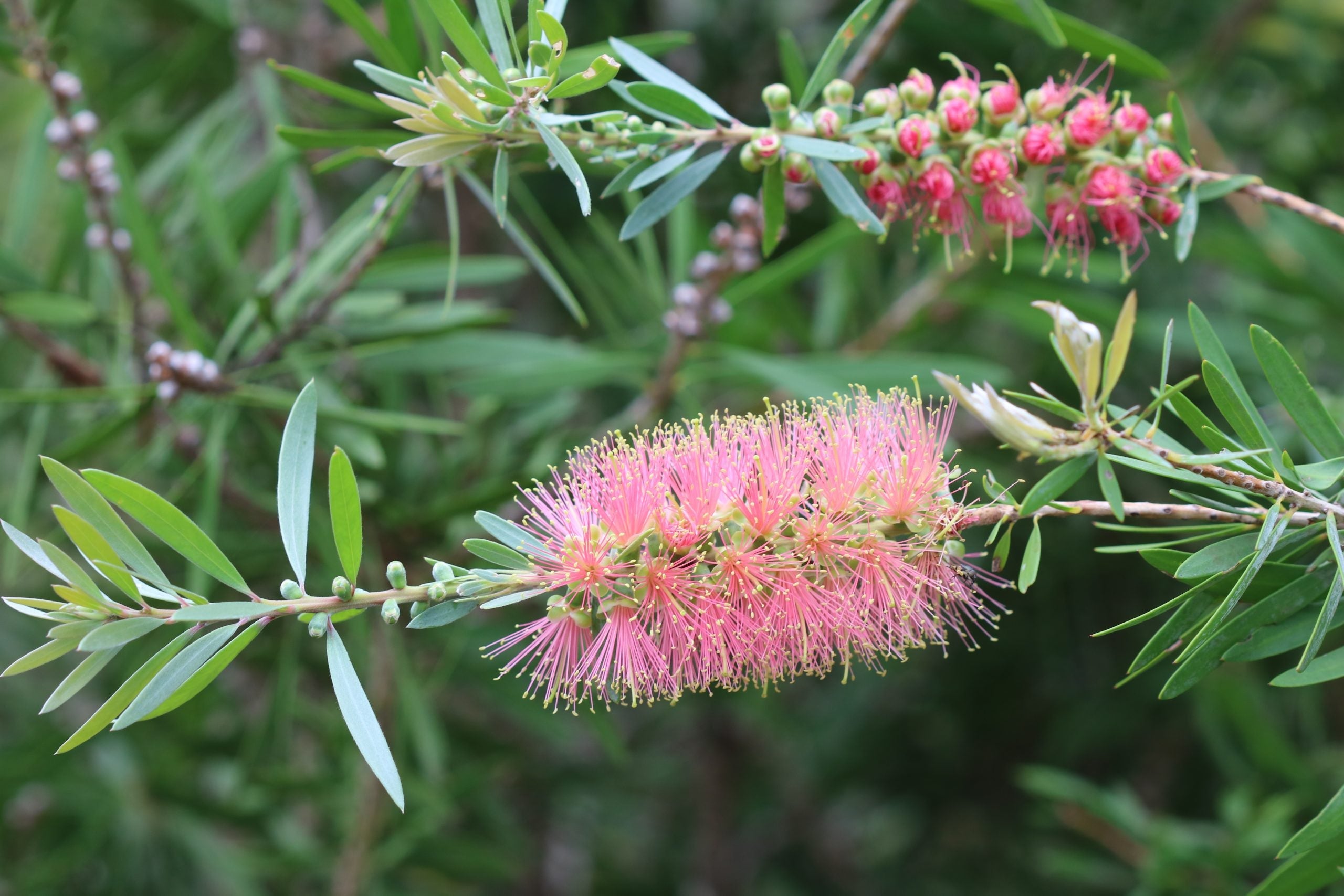 Pink Champagne Callistemon Flower seeds for Planting Compact Growth, Heirloom & GMO Free Seeds for Home Garden vegetable and garden seeds