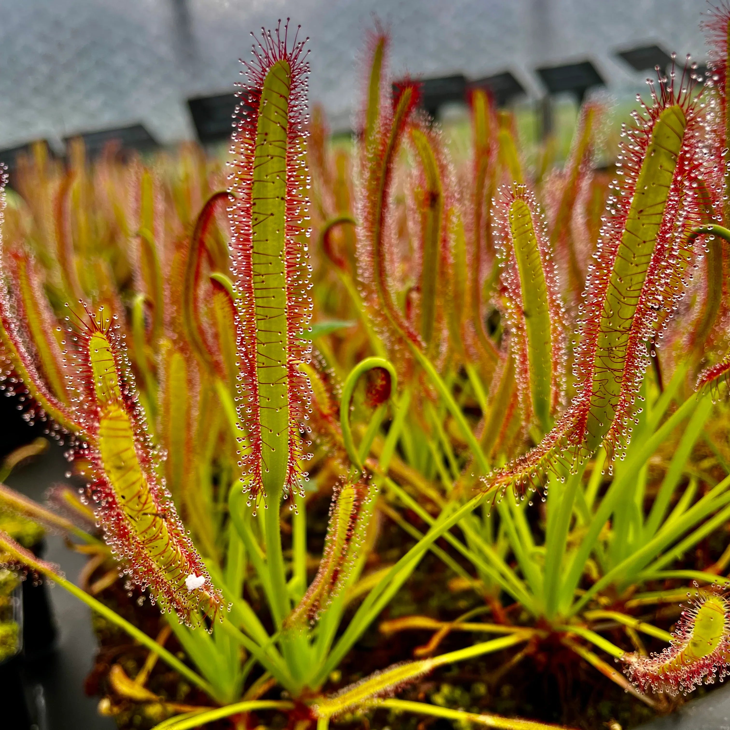 High quality Green Sundew Clip Flower seeds for Planting Bright Blooms, Heirloom & GMO Free Seeds for Home Garden seeds pack