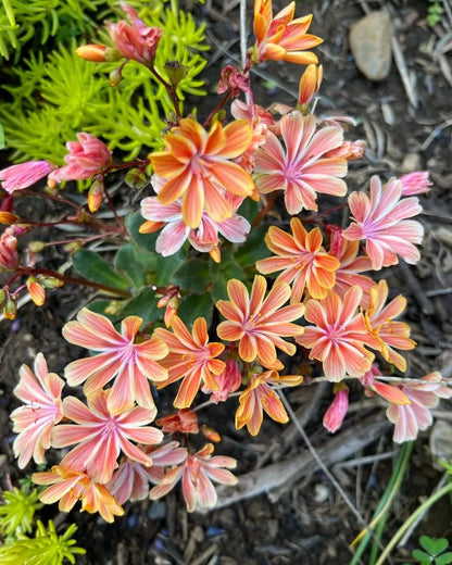 Lewisia Flower seeds for Planting Long Bloom Season Heirloom & GMO Free Seeds for Home Garden