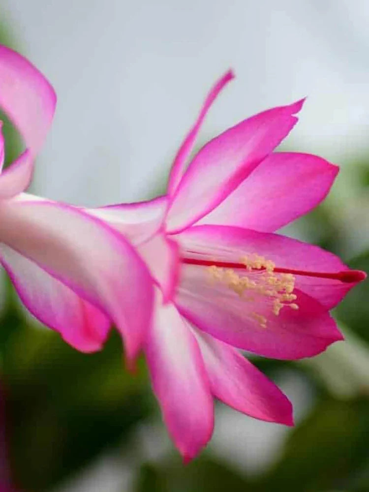 Premium Light Pink Schlumbergera Flower seeds for Planting Wildflower Mix, Heirloom & GMO Free Seeds for Home Garden seeds