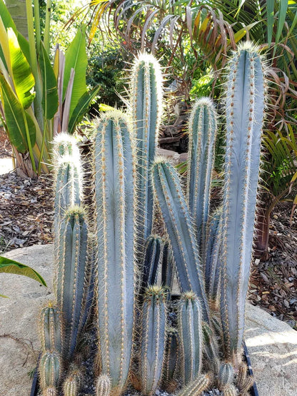 Heirloom Pilosocereus Flower seeds for Planting Hardy Variety Heirloom & GMO Free Seeds for Home Garden