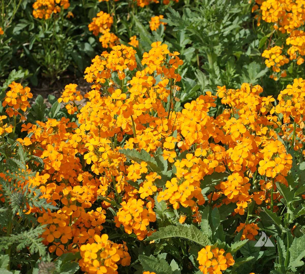 Orange Siberian Flower seeds for Planting Bright Blooms, Heirloom & GMO Free Seeds for Home Garden vegetable and garden seeds