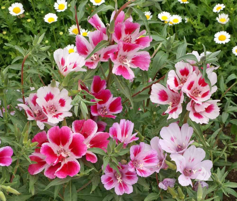 Mixed Godetia Flower seeds for Planting Bright Blooms, Heirloom & GMO Free Seeds for Home Garden vegetable and garden seeds