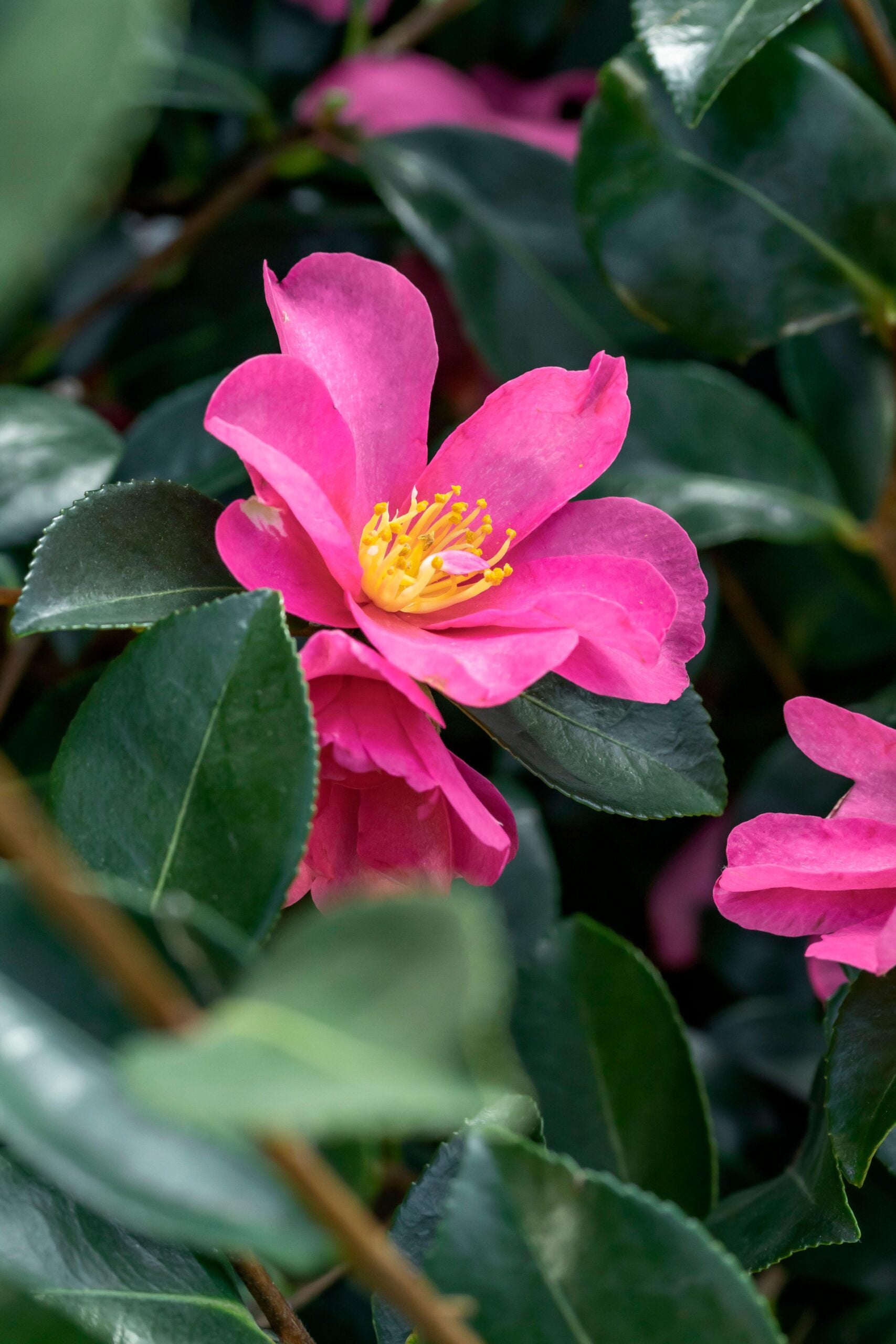 Pink Yellow Camellia Flower seeds for Planting Colorful Display, Heirloom & GMO Free Seeds for Home Garden vegetable and garden seeds