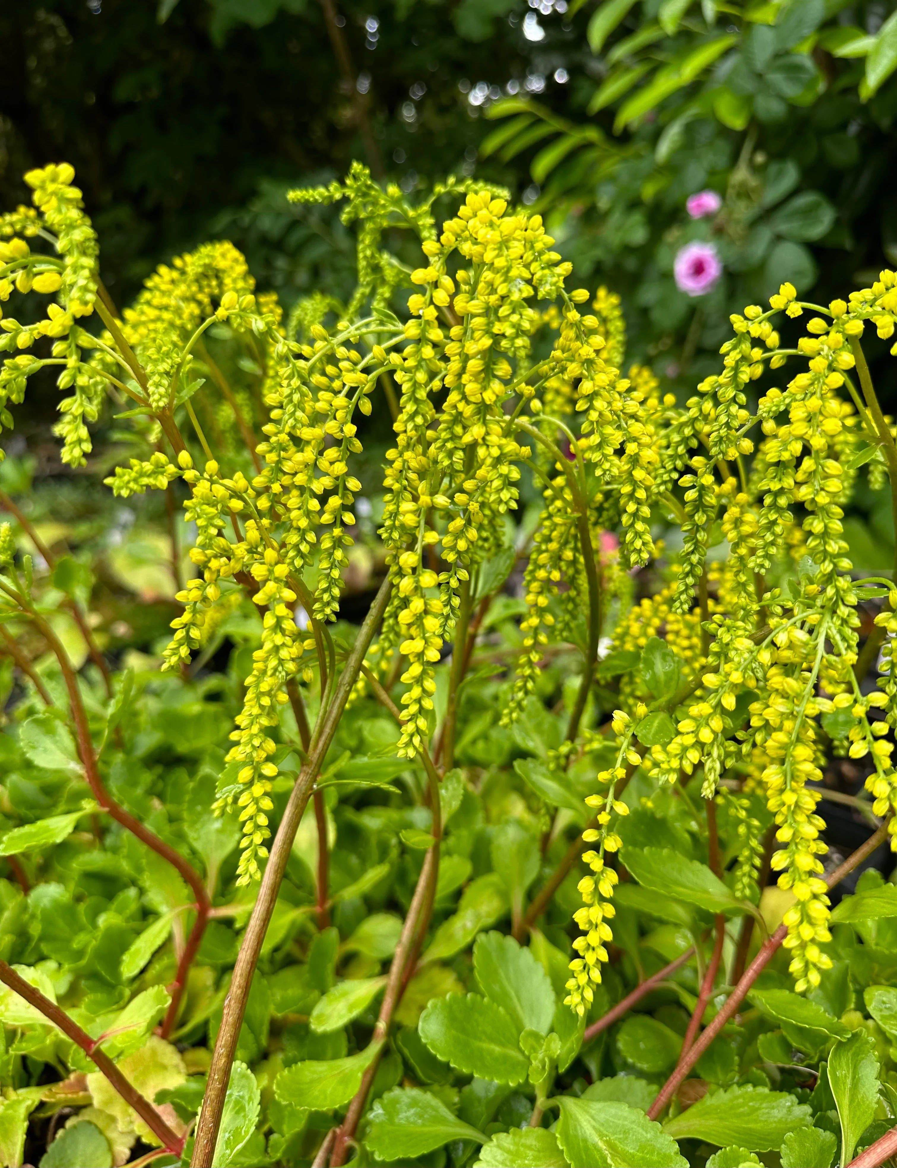 Yellow Chiastophyllum Flower seeds for Planting Cottage Garden Essential, Heirloom & GMO Free Seeds for Home Garden Sale seeds for planting
