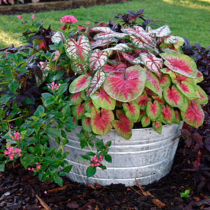 Caladium Flower seeds for Planting Cottage Garden Essential Heirloom & GMO Free Seeds for Home Garden