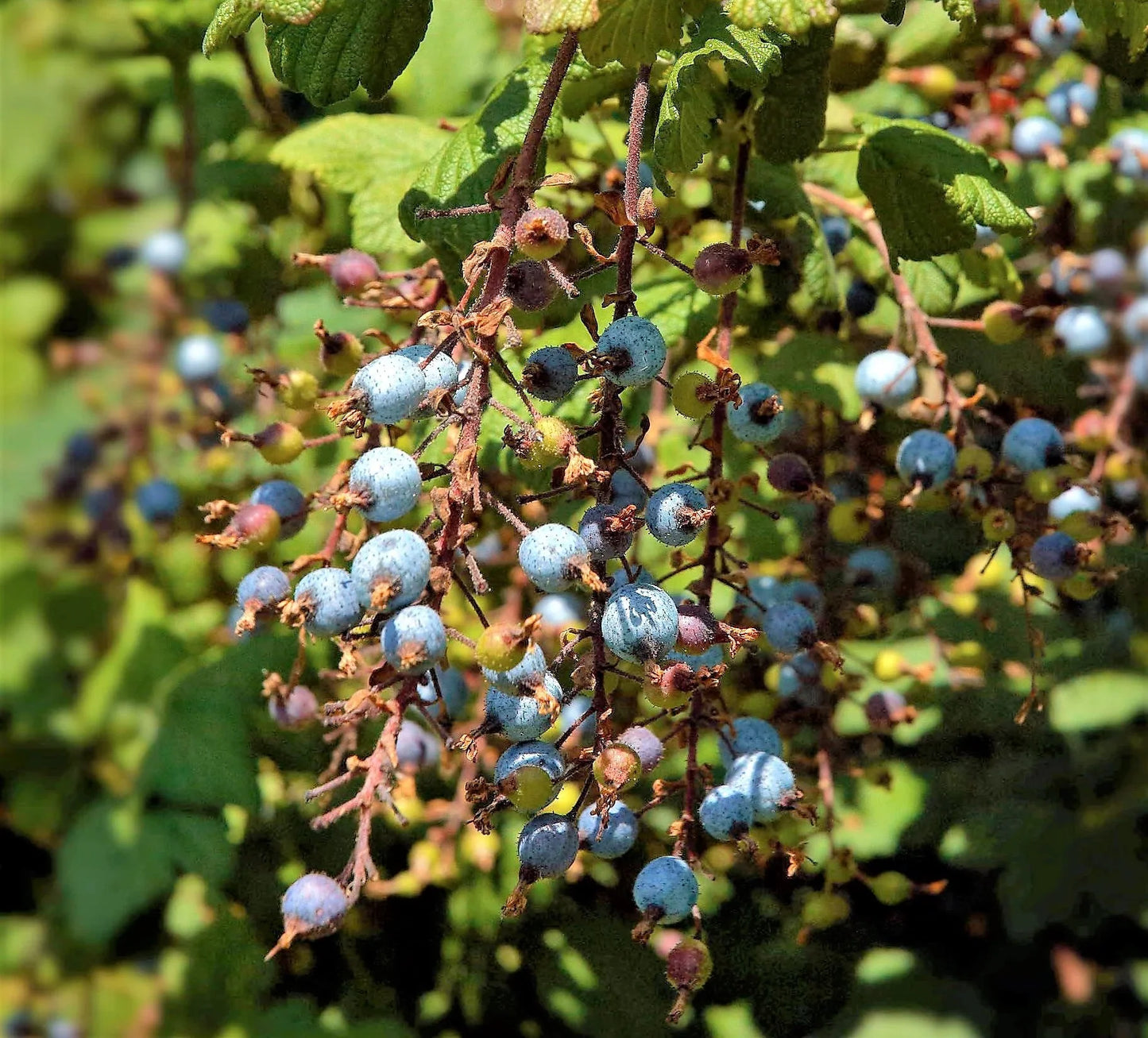 Red Flowering Currant (Ribes Sanguineum) Blood Currant Edible Fruit Blue & Black Berries Shrub Seeds