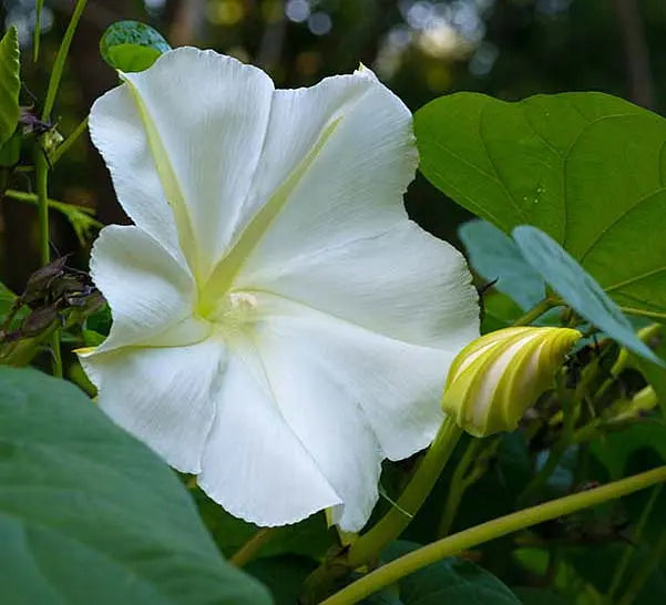High quality Moon Flower seeds for Planting Seasonal Bloomer, Heirloom & GMO Free Seeds for Home Garden seeds pack