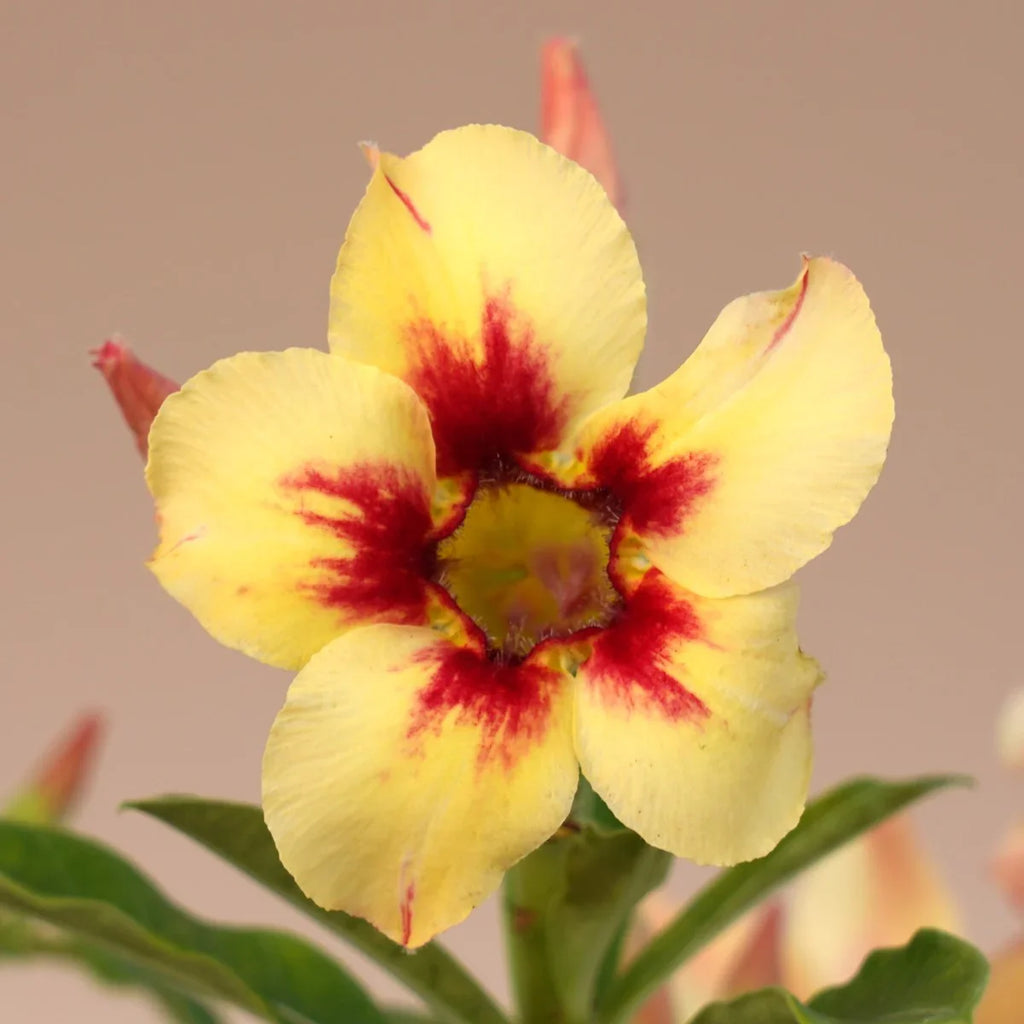 Premium Yellow Red Bellfarm Flower seeds for Planting Wildflower Mix, Heirloom & GMO Free Seeds for Home Garden seeds