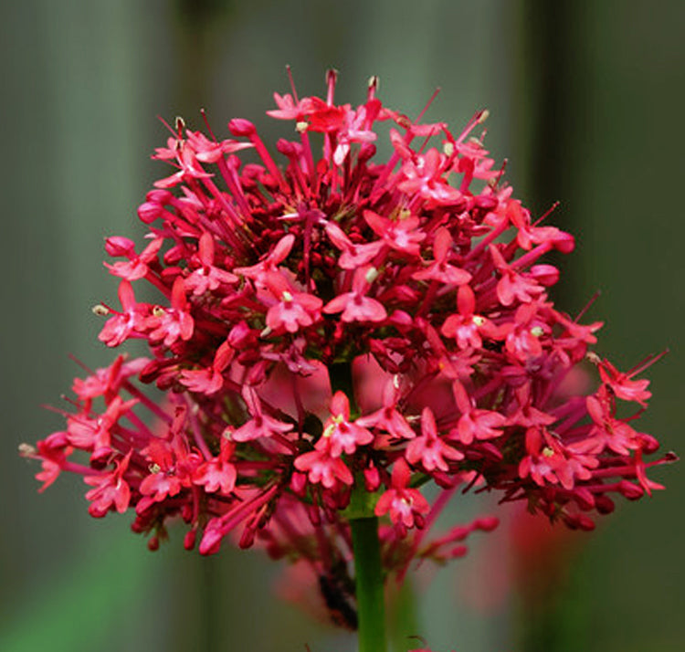 Centranthus Ruber Flower seeds for Planting Bright Blooms, Heirloom & GMO Free Seeds for Home Garden vegetable and garden seeds