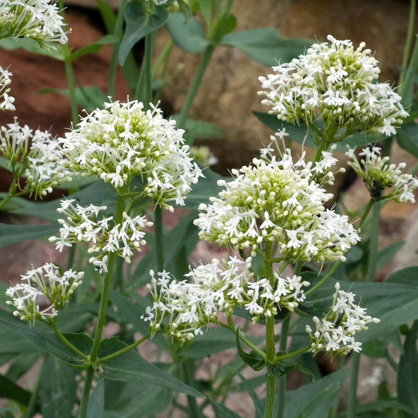 Centranthus Ruber Albus Flower seeds for Planting Seasonal Bloomer Heirloom & GMO Free Seeds for Home Garden