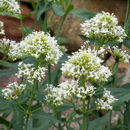 Centranthus Ruber Albus Flower seeds for Planting Seasonal Bloomer Heirloom & GMO Free Seeds for Home Garden