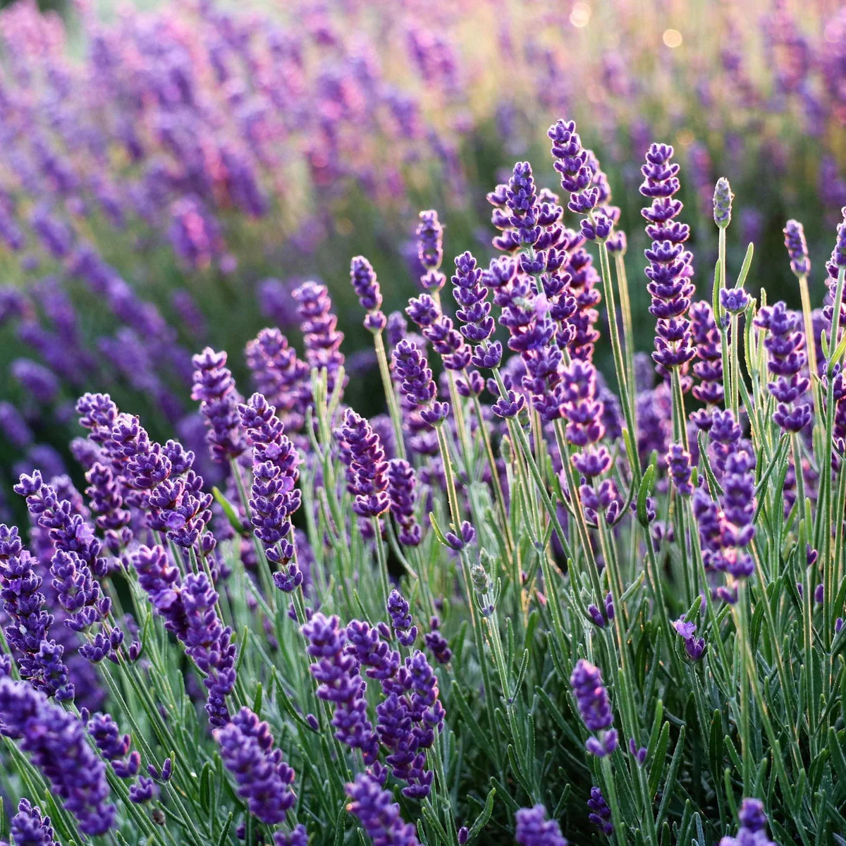 Lavender Flower seeds for Planting Low Maintenance Heirloom & GMO Free Seeds for Home Garden