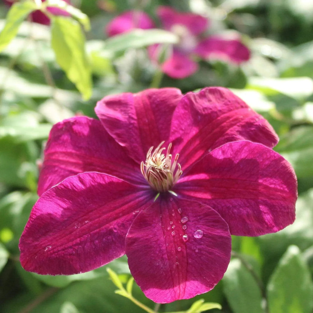 Burgundy Clematis Flower seeds for Planting Perfect for Borders, Heirloom & GMO Free Seeds for Home Garden vegetable and garden seeds