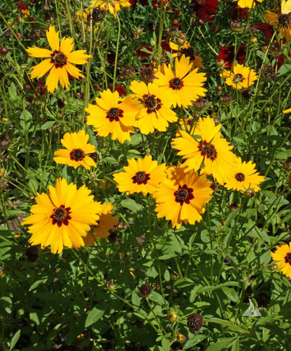 Coreopsis Basalis Flower seeds for Planting Sun Loving Heirloom & GMO Free Seeds for Home Garden