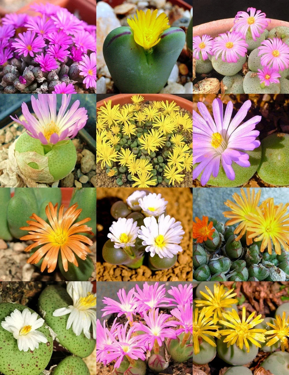Mixed Conophytum Flower seeds for Planting Perfect for Borders, Heirloom & GMO Free Seeds for Home Garden vegetable and garden seeds