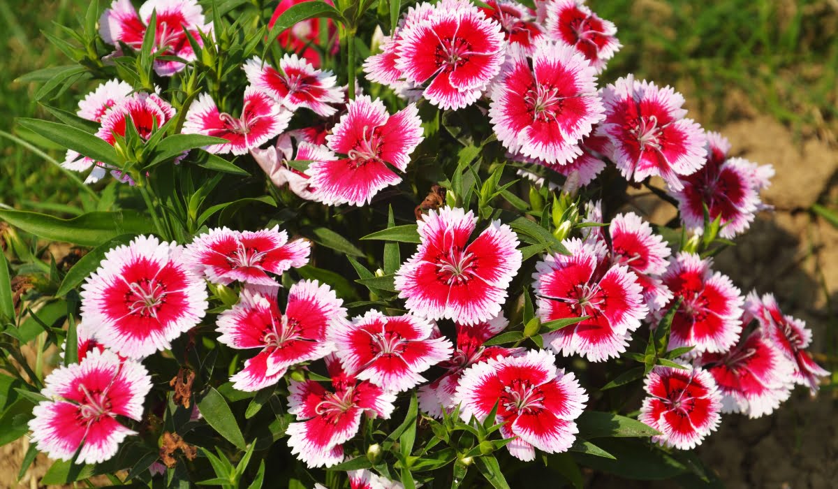 Carnation Dianthus Flower seeds for Planting, Cottage Garden Essential Heirloom & GMO Free Seeds for Home Garden