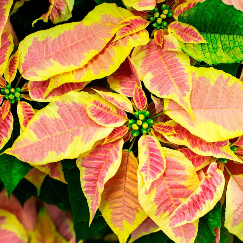 Premium Yellow Red Poinsettia Flower seeds for Planting Vibrant Colors, Heirloom & GMO Free Seeds for Home Garden seeds