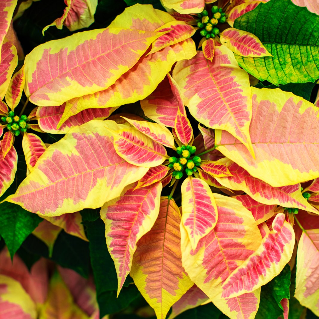 Premium Yellow Red Poinsettia Flower seeds for Planting Vibrant Colors, Heirloom & GMO Free Seeds for Home Garden seeds