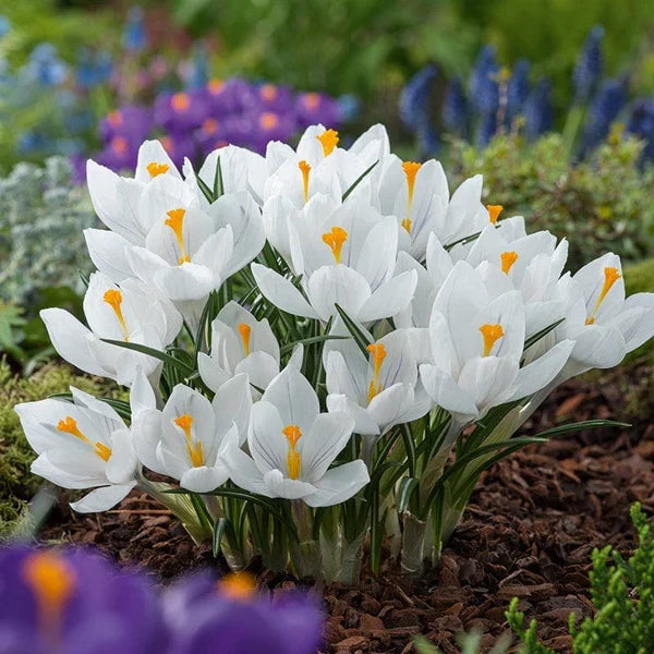 Premium White Crocus Flower seeds for Planting Premium Quality, Heirloom & GMO Free Seeds for Home Garden Sale seeds