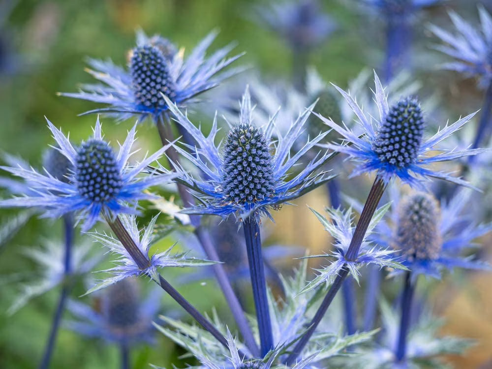Blue Holly Eryngium Flower seeds for Planting Long Bloom Season, Heirloom & GMO Free Seeds for Home Garden vegetable and garden seeds