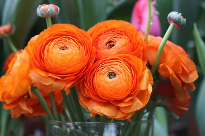 Ranunculus Perennial Flower seeds for Planting, Drought Tolerant Heirloom & GMO Free Seeds for Home Garden