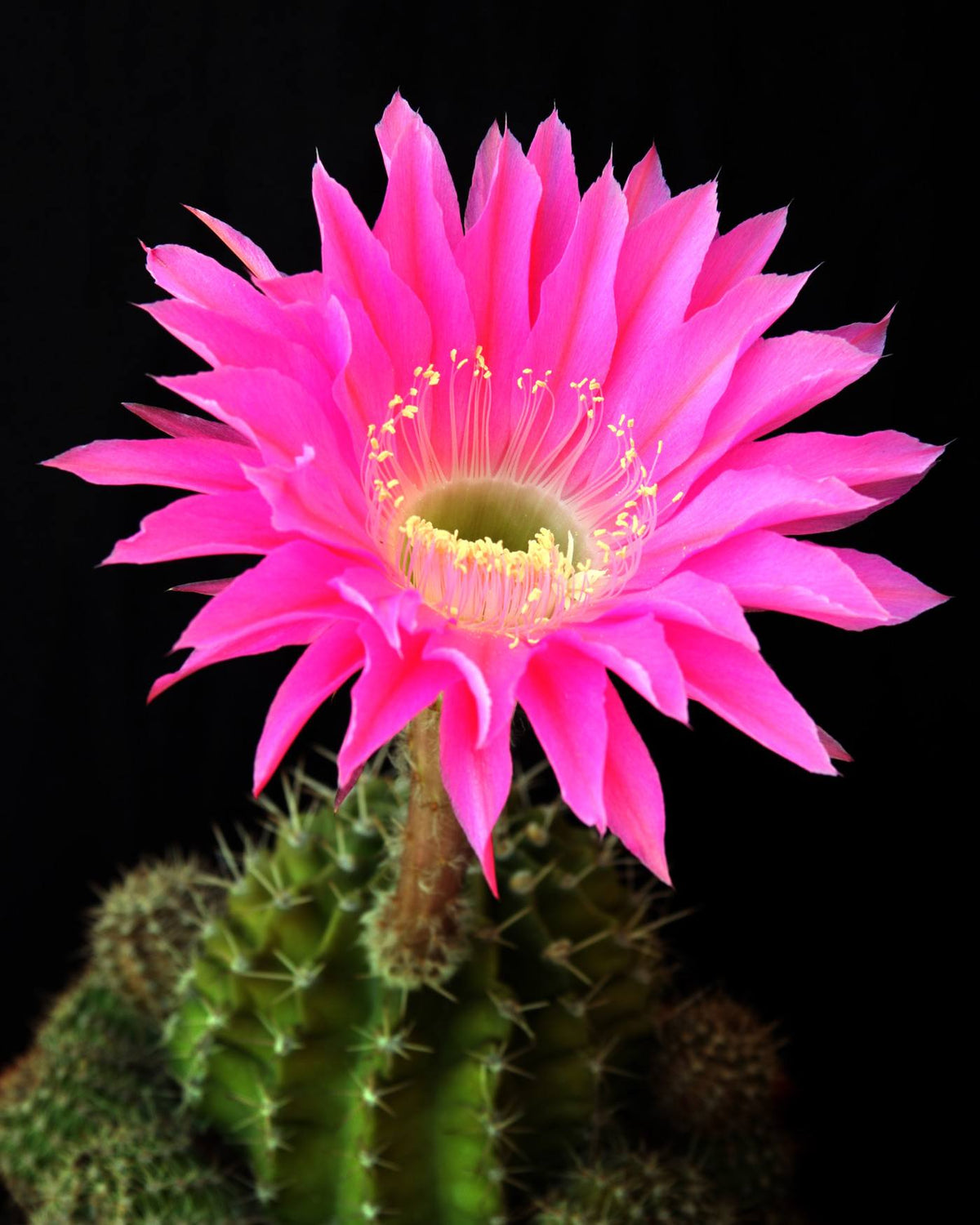 Heirloom Castus Flower seeds for Planting Shade Tolerant Heirloom & GMO Free Seeds for Home Garden