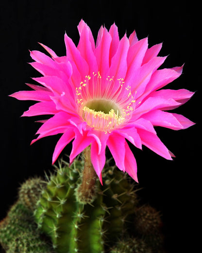 Heirloom Castus Flower seeds for Planting Shade Tolerant Heirloom & GMO Free Seeds for Home Garden