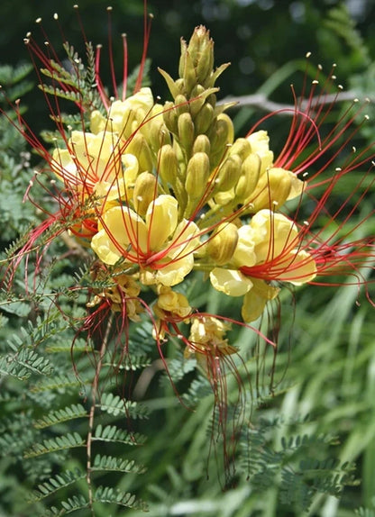 Caesalpinia Gilliesii Flower seeds for Planting Bright Blooms Heirloom & GMO Free Seeds for Home Garden