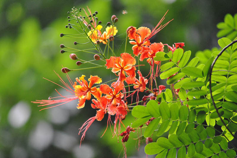 Caesalpinia Pulcherrima Flower seeds for Planting Drought Tolerant Heirloom & GMO Free Seeds for Home Garden