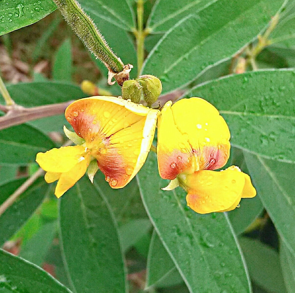 Premium Yellow Cajanus Flower seeds for Planting Garden Favorite, Heirloom & GMO Free Seeds for Home Garden seeds