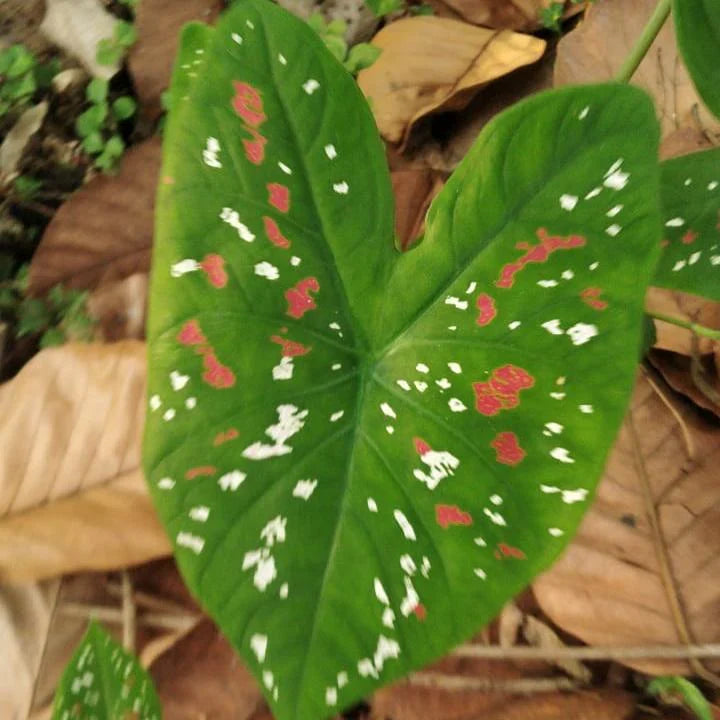 Florida Caladium Flower seeds for Planting Cut Flower Favorite Heirloom & GMO Free Seeds for Home Garden