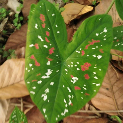 Florida Caladium Flower seeds for Planting Cut Flower Favorite Heirloom & GMO Free Seeds for Home Garden