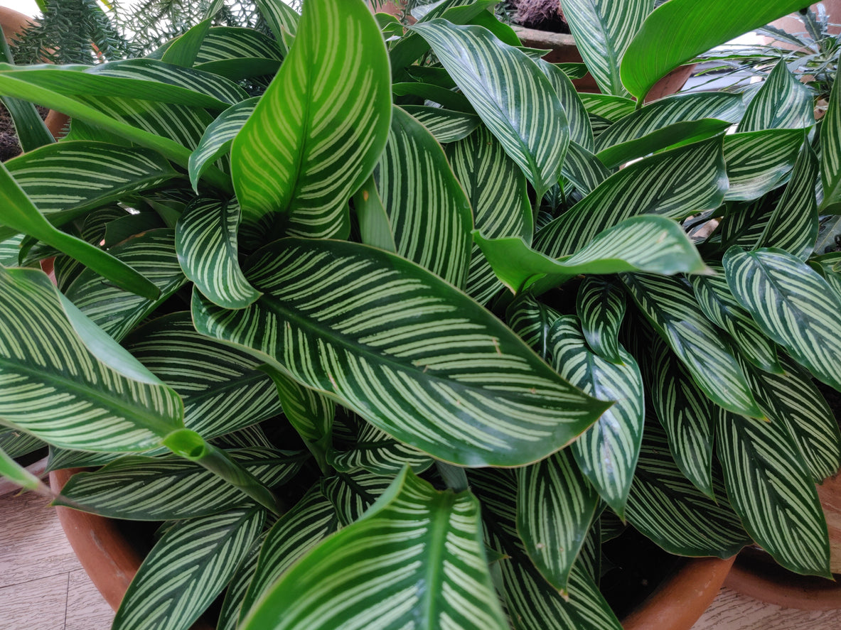 Futaba Calathea Foliage Flower seeds for Planting, Premium Quality Heirloom & GMO Free Seeds for Home Garden
