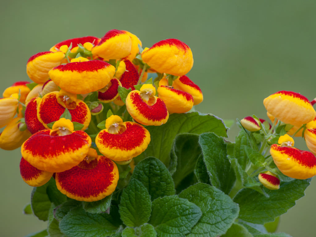Slipper Flower seeds for Planting Vibrant Colors Heirloom & GMO Free Seeds for Home Garden